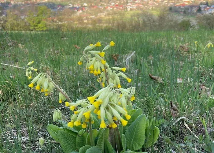 Chalupka Pod Javorinou Casa de Férias *